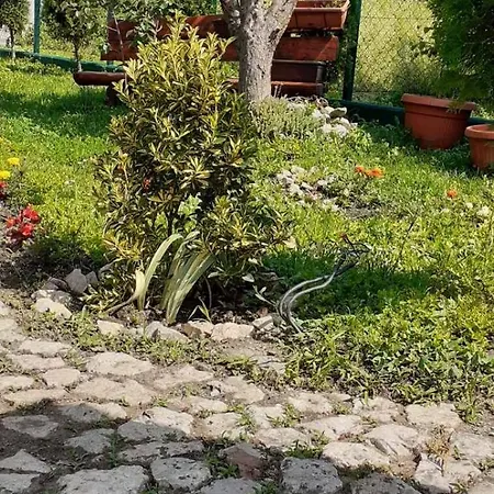 Apartman Pansion Panonika *